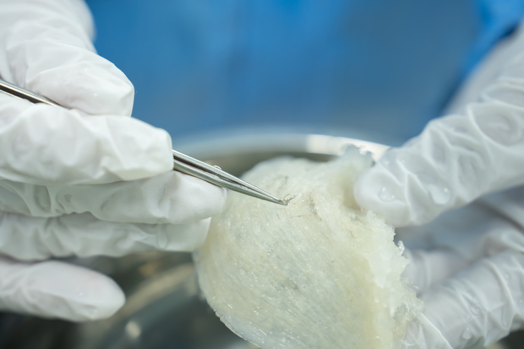Gloved hands using tweezers to clean an edible bird's nest at the NIS NEST factory, Cambodia